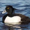 En **plumage nuptial**, le **mâle** est **noir** avec les **flancs blancs**. Sa tête est noire avec une **longue huppe tombante**.