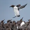Le Guillemot de Troïl est **souvent en groupe**, notamment quand il **niche en colonie** ou en hiver lorsqu'il **cherche de la nourriture**.