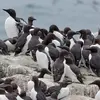 Le Guillemot de Troïl est **bruyant en colonie**.