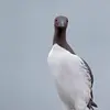 Il peut vivre **trente-deux ans** environ.