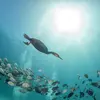 Bon nageur, sous l'eau **parfois pendant 1 min**, il se déplace **uniquement grâce à ses pattes palmées** en gardant les ailes collées au corps.