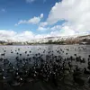 En **période internuptiale**, les foulques **se rassemblent** sur les grands plans d'eau.