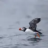 On le remarque parfois **courir sur l'eau pour prendre les airs**.