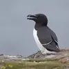 Le dessus du corps est **noirâtre**.