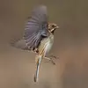 Son vol est onduleux, alternant des **battements rapides** et des **phases ailes fermées**.