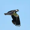 Pendant le **vol nuptial** les mâles pratiquent des **chants tyroliens** avec des **variations brutales vers le haut ou le bas**. Les **battements d'ailes sonores** servent aussi à marquer son territoire.&nbsp;"woup woup woup…"