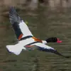 En vol, les **ailes sont très contrastées** (noir, blanc, vert et roux). Elles paraissent noir et blanc de loin.