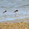 En **hiver**, certaines populations migrent pour atteindre le **bassin méditerranéen**.