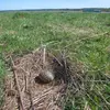 Son nid est installé sur le **sol**, proche de l'eau, dans les rochers ou les dunes…