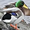Il est **grand, robuste** avec un **gros bec** et une **courte queue**.