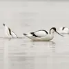 Elle **nage parfois** et peut **basculer comme un canard** pour chercher de la nourriture.