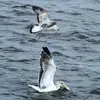 Il mettra **4 ans** à obtenir le **plumage adulte**. On peut observer les **stades intermédiaires** avec plus ou moins de **tâches brunes** et de plumage **gris**.