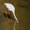 Parfois le Flamant rose **piétine le sol en tournant autour de son bec immergé**. Il se forme alors des **cercles typiques dans la vase** qui montre le passage de l'espèce.