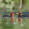 Les poussins ont un **duvet noir sur le corps**, mais la **tête est bariolée** de rouge, de bleu et d'une collerette jaune.