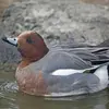 Chez le Canard siffleur, le **mâle** émet en toute saison, un **sifflement en glissando** "vii-ou".