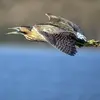 Son cri en vol **"gréoh"** isolé ou répété ressemble un peu au **cri du goéland**. On entend ces cris lors des **vols nocturnes**.