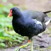 La Gallinule poule-d'eau est de taille moyenne, **un peu plus petite que la Foulque macroule**.