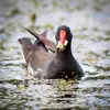 La Gallinule poule d'eau est **omnivore**.