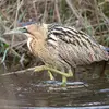 Il se nourrit dans les eaux peu profondes et **pêche à l'affût**.