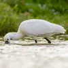 Pour se nourrir, elle avance le **bec enfoncé dans l'eau**, en balayant la **tête de gauche à droite**.