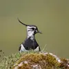 La femelle dépose parfois **un œuf dans le nid d'une autre espèce** comme le Barge à queue noire ou le Chevalier gambette.