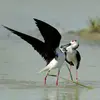 Lors de la période de reproduction, mâle et femelle sont très actifs et **se saluent par diverses révérences** en ouvrant leurs ailes.