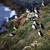 **En Europe**, des populations importantes se reproduisent en **Islande**.