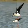 On reconnaît le mâle à son **plumage noir pur brillant**.