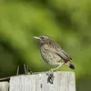 Les **juvéniles** sont **tachetés** comme les juvéniles chez le **Rougegorge** ...