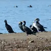 Cormoran vient du latin "Corvus marinus" qui veut dire **"corbeau marin"** qui nous rappelle son lieu de vie.