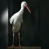 Le plumage de la tête et du corps est **blanc**.