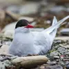 La Sterne arctique peut vivre environ **34 ans**.