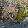 Son nid en **coupe d'herbe** est **caché dans un dôme de mousse** avec une entrée latérale.