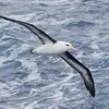 Il pratique le **vol plané** en utilisant les courants ascendants. Il vole souvent **au raz des vagues**.