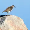 C'est un **sifflement rapide, très sonore, un peu descendant** "hii-di-di-di-di".