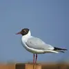 La Mouette rieuse est **un peu plus grande qu'un pigeon**.