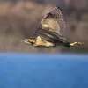En **vol**, ses ailes sont assez **larges**.