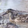 Sur l'eau, la femelle **ressemble à la femelle chez la Sarcelle d'été**. Mais cette dernière a le **bec plus long** avec une **tache claire près de la base** et un **sourcil plus marqué**.