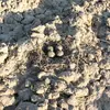 Son nid est une **simple dépression au sol**, garnie d'éléments végétaux. Il est placé pour garder une **bonne vue sur les environs**.