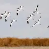 En vol, on remarque des **bandes noires et blanches caractéristiques** de son plumage.