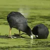 La foulque macroule cherche sa nourriture de préférence dans les **eaux peu profondes, riche en végétation**.