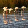 Il se nourrit **en groupe**, la **tête immergée dans l'eau**. Ces groupes rappellent les groupes de **Spatules blanches**.
