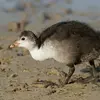 Les **juvéniles** sont **gris-brun** avec un plumage **blanchâtre** sur les **côtés de la tête**, l'avant du **cou** et la **poitrine**.