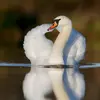 Le Cygne tuberculé est un oiseau de **très grande taille**. Il mesure environ **un mètre cinquante**.