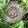 Son nid est une **coupe désordonnée** tapissée d'herbes et de feuilles.