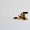 Son **vol** est **rapide et habile** avec ses ailes **pointues et étroites**.
