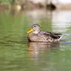 Le **mâle en éclipse** ressemble à la femelle, mais son **bec est jaune**, sa **poitrine brun-roux** et son plumage est **plus uniforme**.