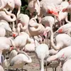 Il est souvent en **grand groupe serré**.