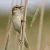 Le Phragmite des joncs produit des **cris brefs et secs**. "errrrrr" (qui ressemblent parfois à un son de crécelle).
