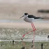 L'Échasse blanche vit dans les **eaux peu profondes, douces, saumâtres ou salées** (lacs, étangs, marais salants).